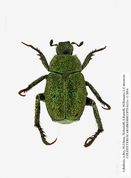 Hoplia minuta, femmina 